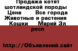 Продажа котят шотландской породы › Цена ­ - - Все города Животные и растения » Кошки   . Марий Эл респ.